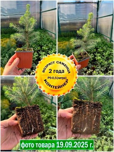 Ель колючая Glauca Majestic Blue (Глаука Маджестик Блю) Р9