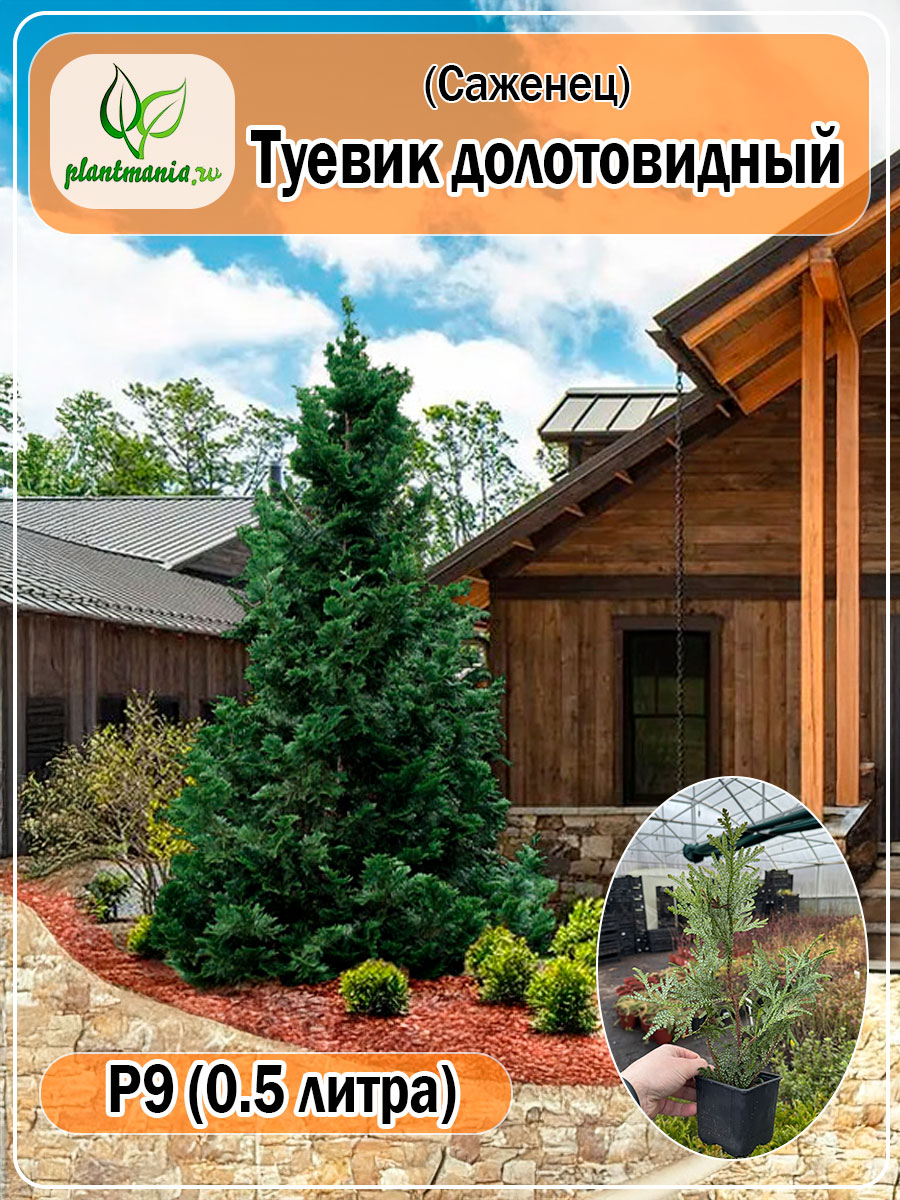 Туевик долотовидный P9