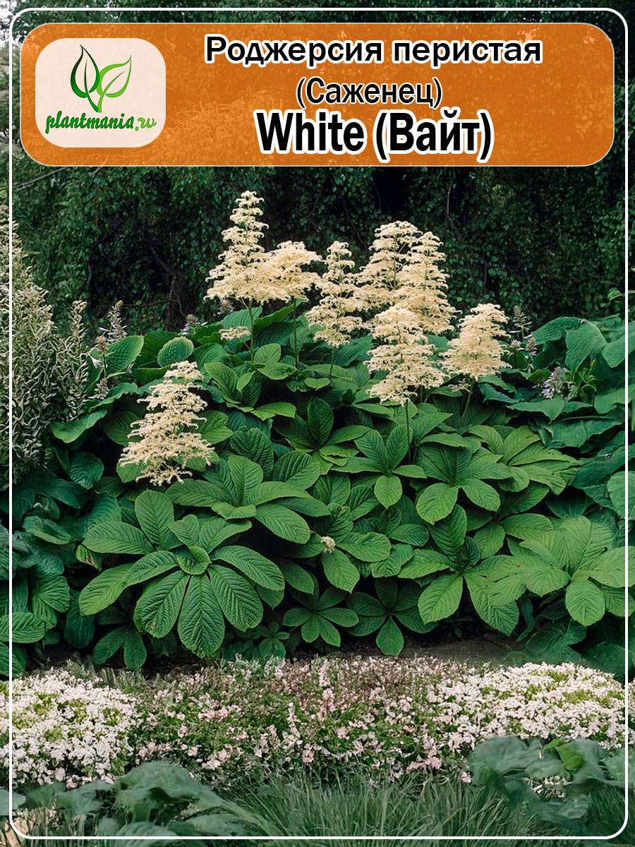 Роджерсия перистая White (Вайт)