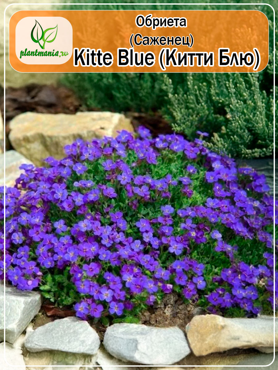 Обриета дельтовидная Kitte Blue (Китти Блю) P9