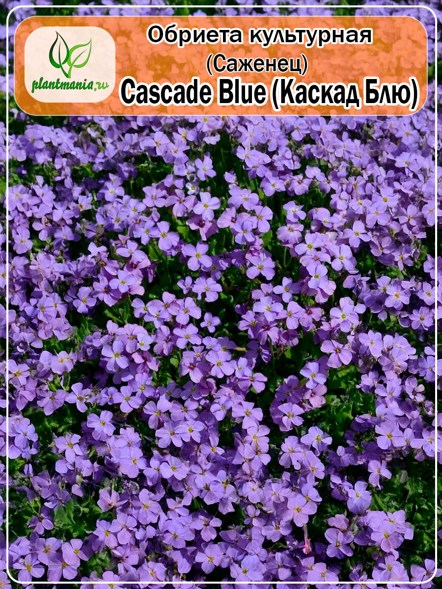 Обриета культурная Cascade Blue (Каскад Блю) P9