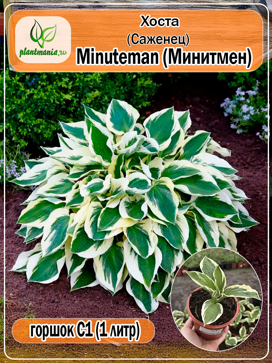 Хоста Minuteman (Минитмен)