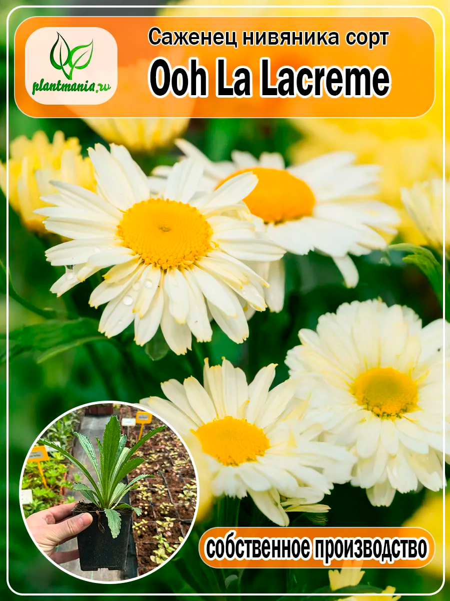 Нивяник наибольший Ooh La Lacreme (Ла Крем) Р9
