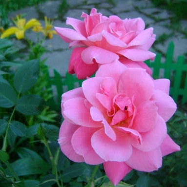 Сорт розы Де Монтервиль