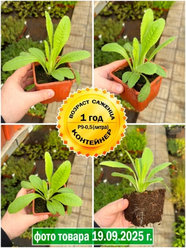 Примула Виаля Red and Rose (Ред энд Роуз) P9