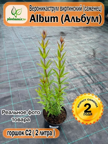 Вероникаструм виргинский Album (Альбум)