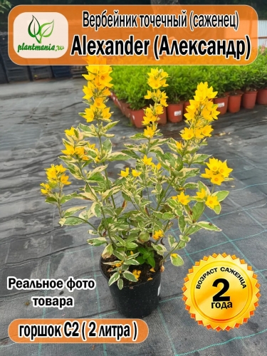 Вербейник точечный Alexander (Александр)