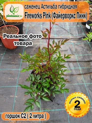 Астильба гибридная Fireworks Pink (Файерворкс Пинк)