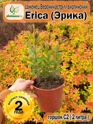 Вероникаструм виргинский Erica (Эрика)