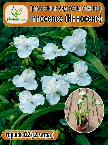 Традесканция Андерсона Innocence (Инносенс)