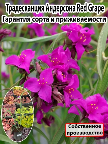 Традесканция Андерсона Red Grape (Ред Грейп)