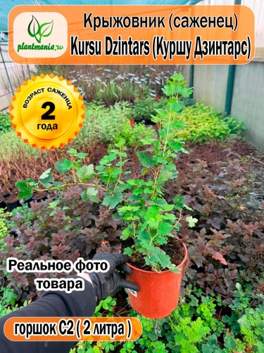 Крыжовник Kursu Dzintars (Куршу Дзинтарс)