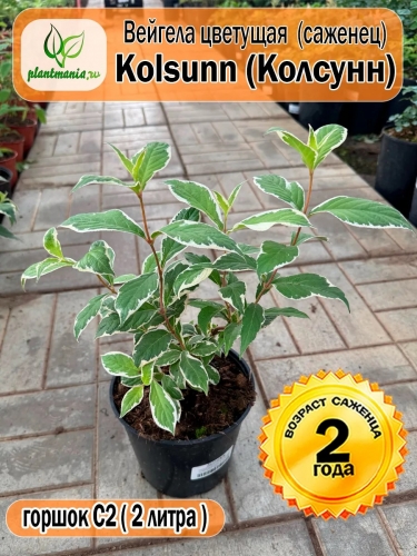 Вейгела цветущая Kolsunn (Колсунн)