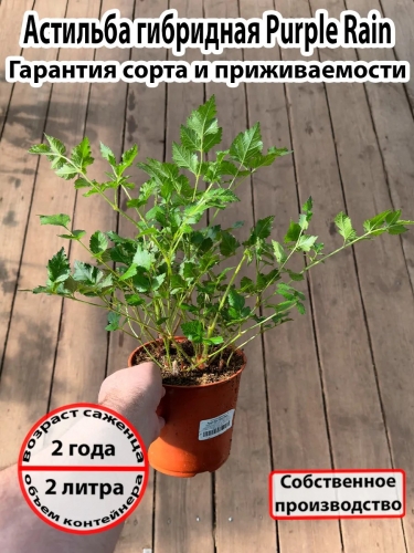 Астильба гибридная Purple Rain (Перпл Рейн)
