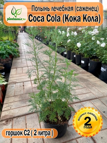Полынь лечебная Coca Cola (Кока Кола)