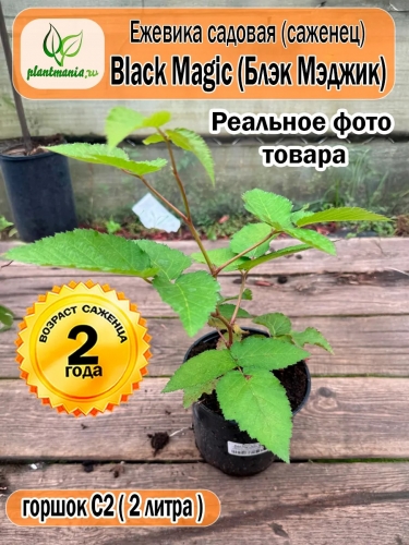 Ежевика садовая Black Magic (Блэк Мэджик)