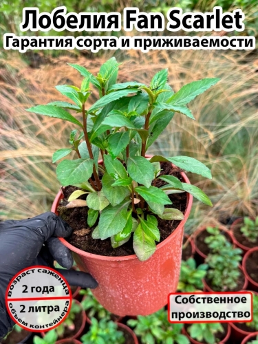 Лобелия Fan Scarlet (Фан Скарлет)