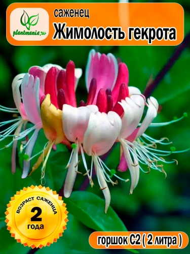 Жимолость гекрота