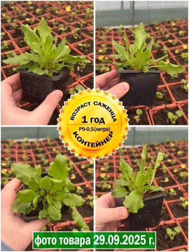 Примула розовая Grandiflora (Грандифлора) P9