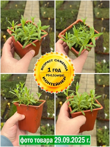 Гипсофила ползучая Filou Rose (Филу Розе) P9