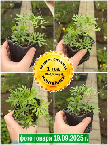 Анемона многонадрезная Anabella White (Анабель Вайт)