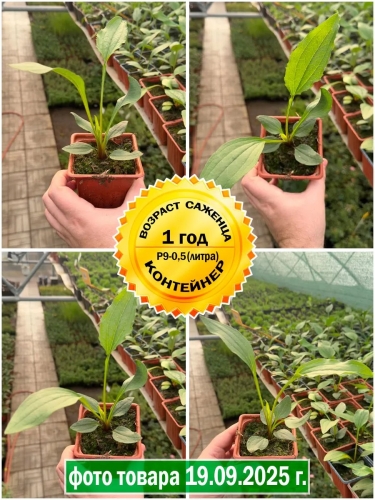 Эхинацея пурпурная Green Twister (Грин Твистер) P9