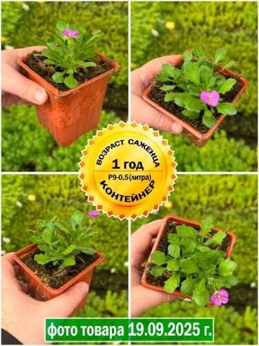 Обриета Florado Neon Pink (Флорадо Неон Пинк) P9