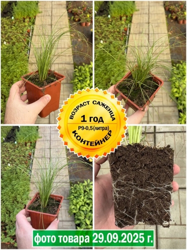 Осока власовидная Amazon Mist (Амазон Мист) P9