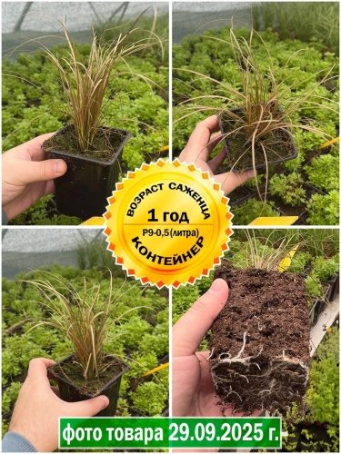 Осока власовидная Bronco (Бронко) P9