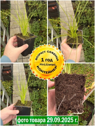 Осока кирпичная Prairie Fire (Прейри Фаер) P9