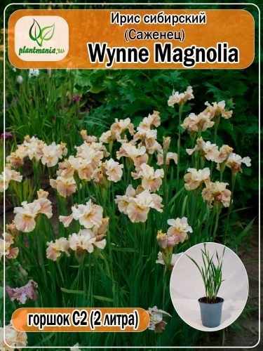 Ирис сибирский Wynne Magnolia (Уинн Магнолия)