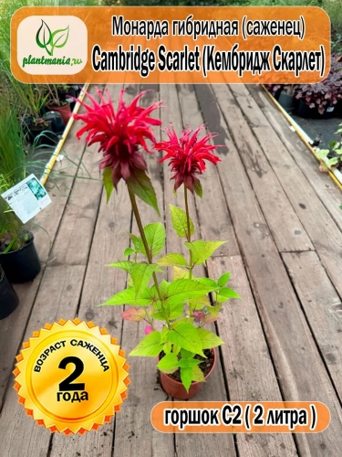 Монарда гибридная Cambridge Scarlet (Кембридж Скарлет)