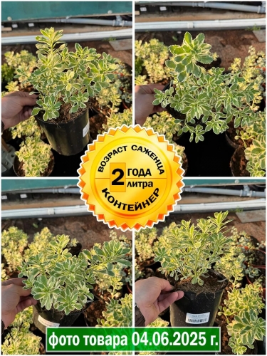 Очиток такесимский Atlantis (Атлантис)