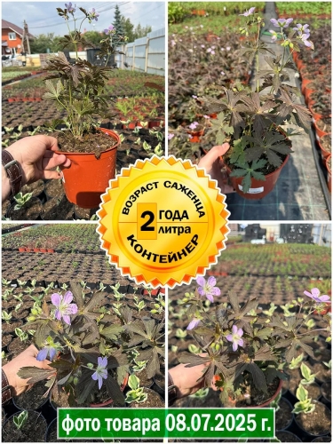 Герань пятнистая Espresso (Эспрессо)