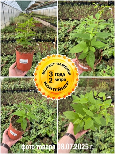 Клематис Маньчжурский