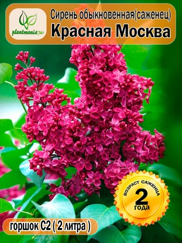 Сирень обыкновенная Красная Москва