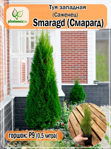 Туя западная Smaragd (Смарагд) P9