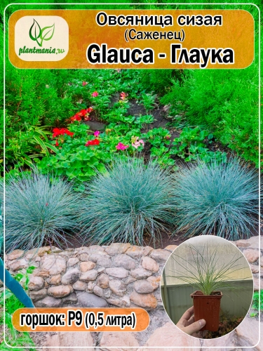 Овсяница сизая Glauca (Глаука) P9