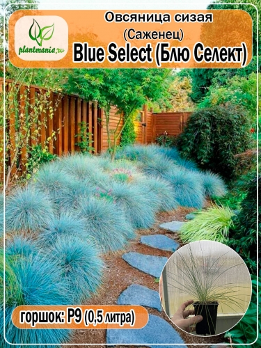 Овсяница сизая Blue Select (Блю Селект) Р9