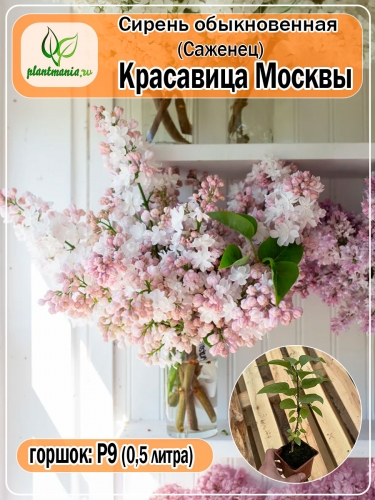 Сирень обыкновенная Красавица Москвы (Р9)