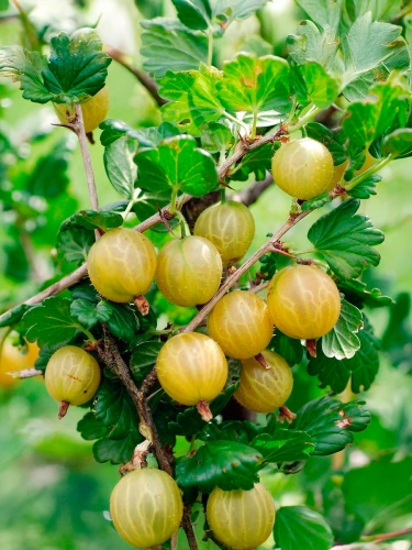 Крыжовник сорт Martens (Мартенс)