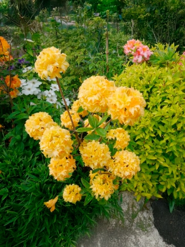 Рододендрон листопадный Yellow Pom Pom (Йеллоу Пом Пом)