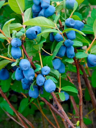 Жимолость съедобная Aurora (Аврора)