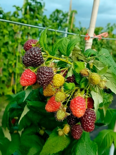 Малина чёрная Heban (Хебан)