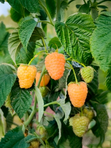 Малина ремонтантная Янтарь