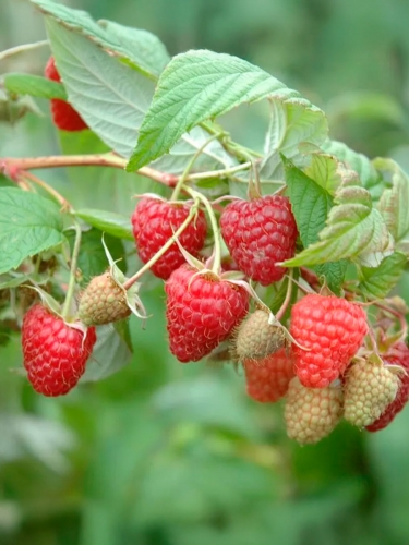 Малина ремонтантная Магнат