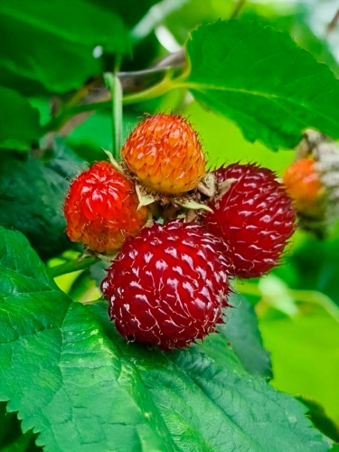 Малиновое дерево Raspberry Tower (Распберри Тауэр)