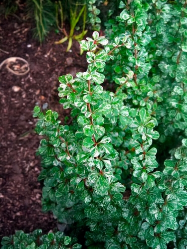 Барбарис Тунберга Kelleriis (Келлериис)