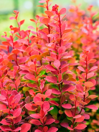 Барбарис Тунберга Orange Rocket (Оранж Рокет)