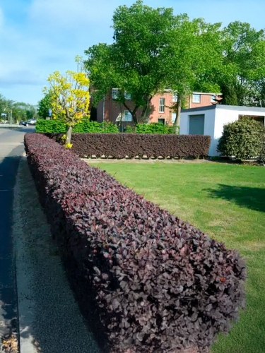 Барбарис оттавский Superba (Суперба)